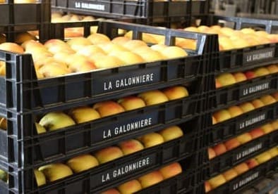 Plateau la Galonnière de pommes Golden