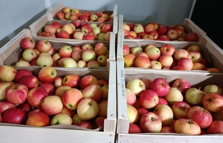 Caisse de pommes du verger de la galonniere
