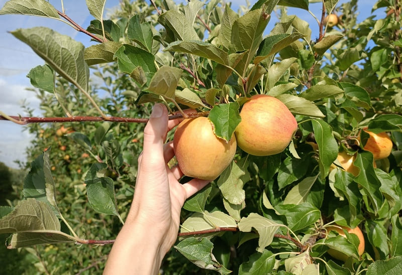 Cueillette de pommes réalisée à la main au verger de la galonniere