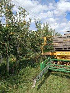 Plateforme facilitant la cueillette de pommes du verger de la galonnière