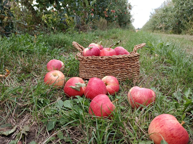 Un panier rempli de bonnes pommes du verger de la galonnière