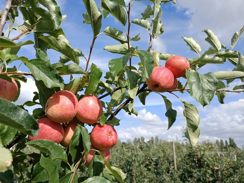 Pomme gala du verger de la galonnière